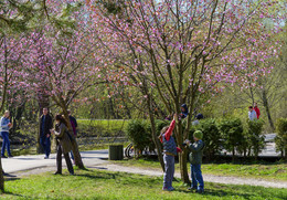 Flowering cherry / ***