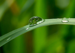 Mirror of Nature / ***