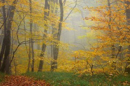 Autumn forest / ***