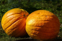 Pumpkin / ***