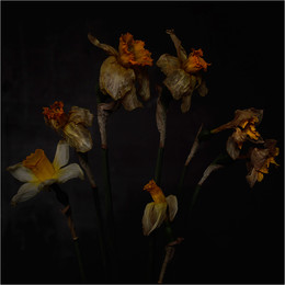 About daffodils / ***