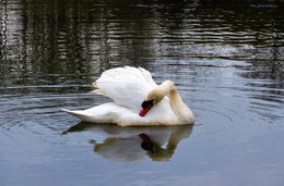 Swan / Hamburg. Außenmühlenteich