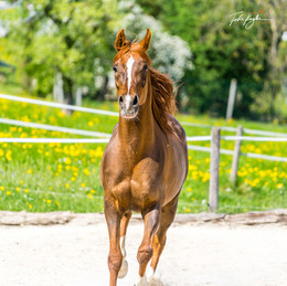 The Stallion AF VAMOYO! / Last weekend I had the opportunity to photograph breeding horses.
Russian thoroughbred Arabians in Austria.