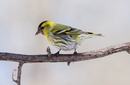 siskin / ***