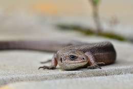 Lizard / ***