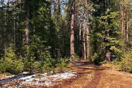 Forest Road / ***
