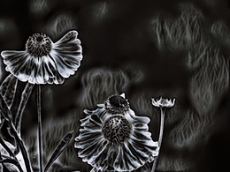 Les Fleurs du mal / ***