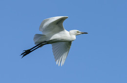 Little blue heron / ***