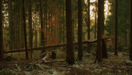 Spring is coming .. / ***