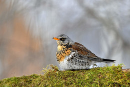 Thrush Fieldfare / .....