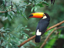 Bird / ***