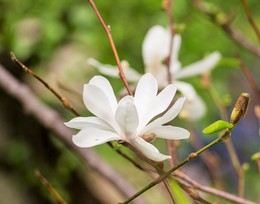 Magnolia / ***