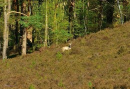 Fischbeker Heide Hamburg / ***