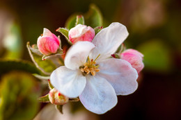 Apple trees in bloom ... / ***