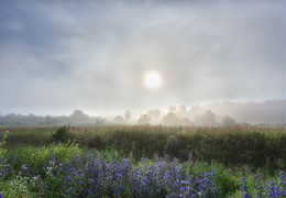 Foggy morning / ***