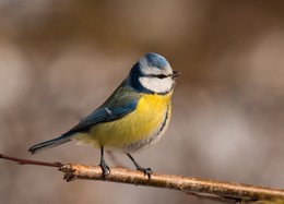 Blue tit / ***