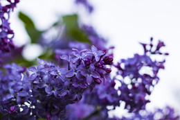 lilac / ***