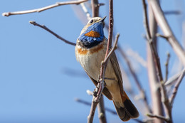 Bluethroat / ***