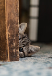 Hiding / ***
