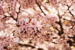 Cherry blossom / ***