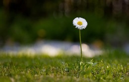 One soldier in the field / ***