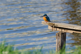 Common kingfisher / ***