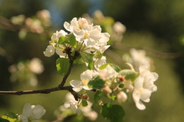 Apple Trees in Bloom / ***