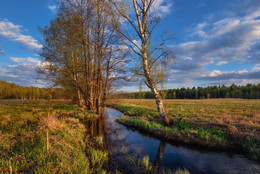 spring landscape / ***