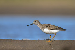 Terek Sandpiper / ......
