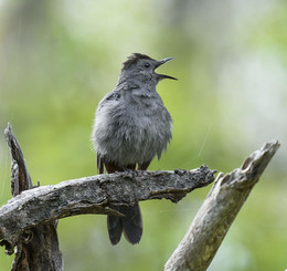 Grey Catbird / ***