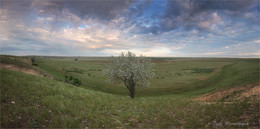 In the steppe / ***