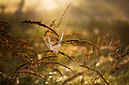 Spider hammock / ***