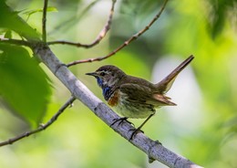 Bluethroat / ***
