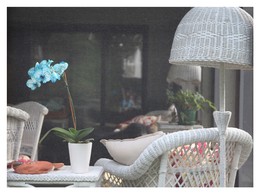 &nbsp; / [img]https://i.imgur.com/5mSeewR.jpg[/img]
