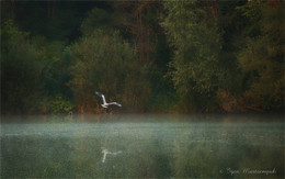 At the lake in the woods / ***