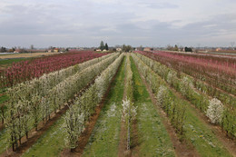 Gardens in bloom / ***