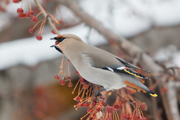 waxwing / ***