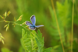 Copper-butterfly / ***