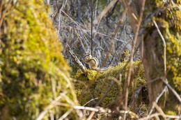 Chipmunk / ***