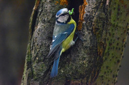 Blue tit / ***