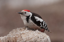 Middle spotted woodpecker / ***