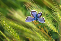 Butterfly / www.voffka.com.ua
