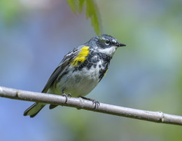 Yellow-rumped warbler / ***