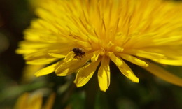 Fly and flower / ***