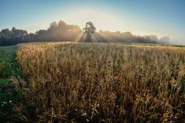 Summer morning / ***