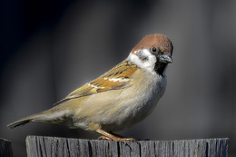 Sparrow / ***