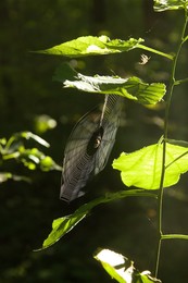 Summer is a little life / ***