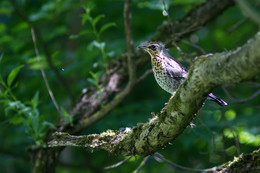 Fledgling blackbird / ***