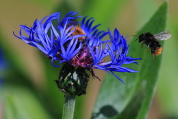 cornflower / ***