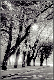 Light / ***
